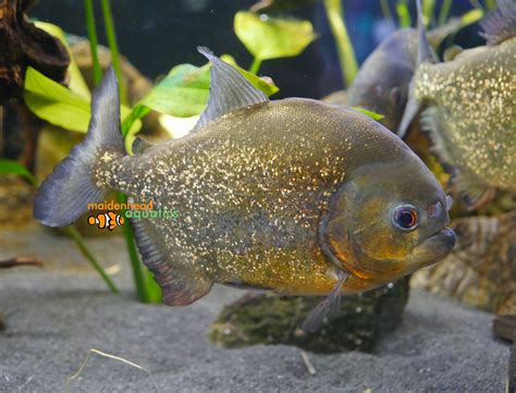 Red-bellied Piranha-Pygocentrus nattereri