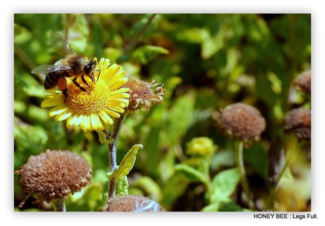Honey Bee "Explore" | pete beard | Flickr