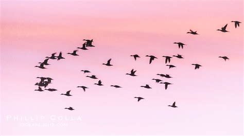 Snow Geese in Flight, Bosque del Apache NWR, Chen caerulescens, Bosque del Apache National ...