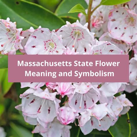 Massachusetts State Flower: Mayflower, Meaning and Symbolism