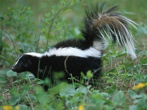 Skunk Facts - Animal Facts Encyclopedia