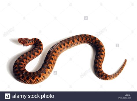 Asp Snake Stock Photos & Asp Snake Stock Images - Alamy