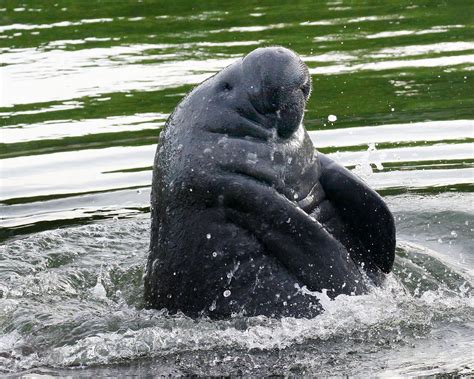 Manatee Showing Off | Two Pair were Mating in our canal this… | Flickr