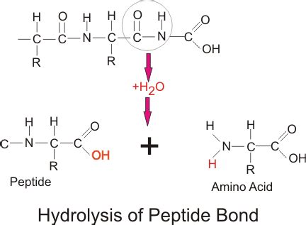 Chemical Digestion | Boundless Anatomy and Physiology