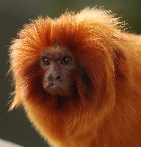 monkey monkey face red | Flickr - Photo Sharing!