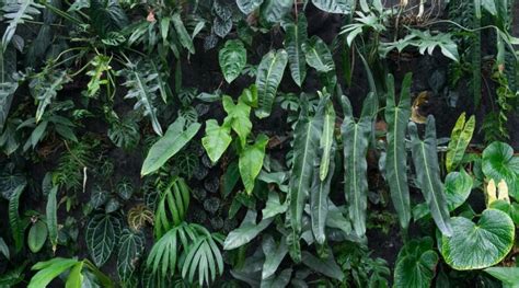 Philodendron Varieties: 61 Different Types of Philodendron Cultivars