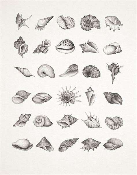 I’ve been rather busy drawing shells recently for a very exciting interactive project called ...