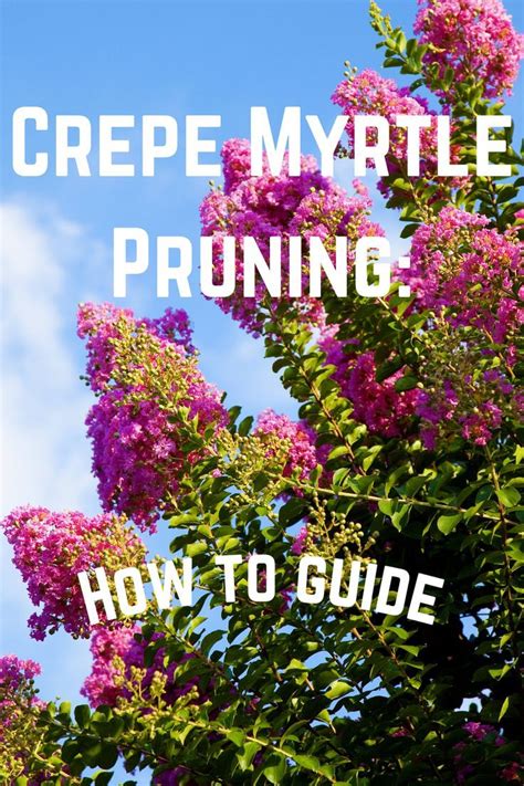 Crepe Myrtle Pruning: How to Guide | Crepe myrtle, Myrtle tree, Crape myrtle