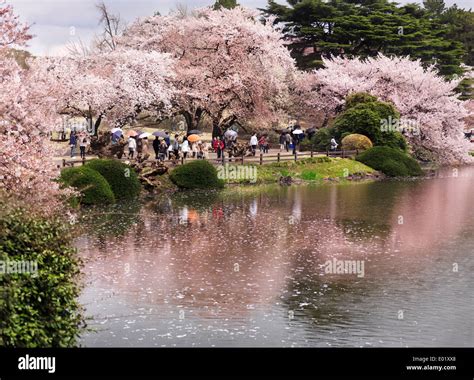 Cherry blossom at Shinjuku Gyoen National Garden in Tokyo Japan Stock Photo: 68884544 - Alamy