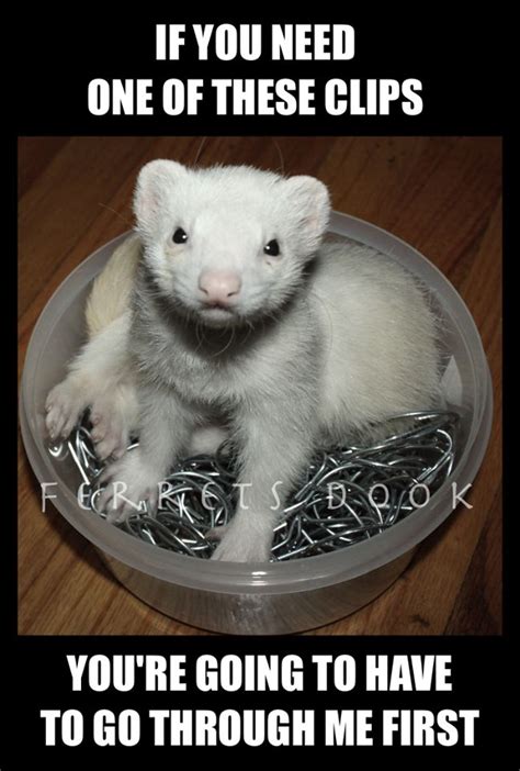 Ferret Love Quotes. QuotesGram