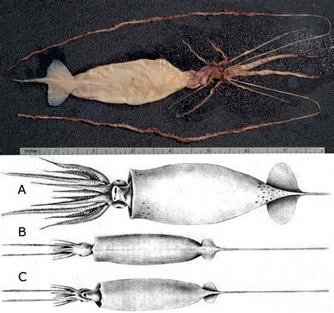 Smithsonian Insider – As they grow some squid change dramatically, making scientists cautious ...