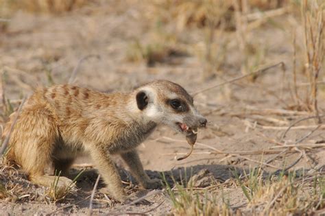 Meerkat Eats Scorpion | near Jack's Camp, Kalahari Desert, B… | Flickr