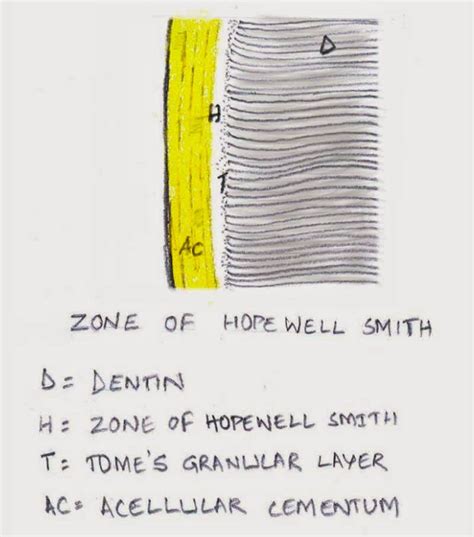 Oral Pathology India: ORAL HISTOLOGY- CEMENTUM