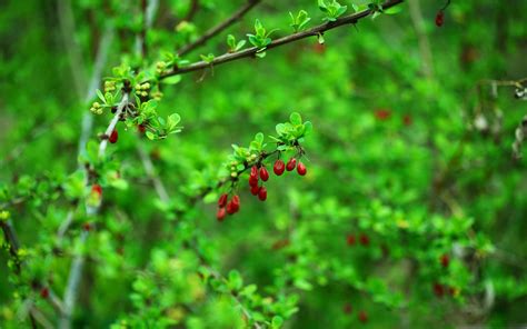 Spring Berries And Leaves Mac Wallpaper Download | AllMacWallpaper