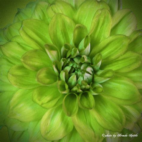 Green Dahlia Macro Photograph by Brenda Spittle