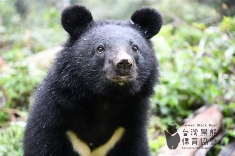 National animal of Taiwan - Formosan black bear (unofficial) | Symbol Hunt