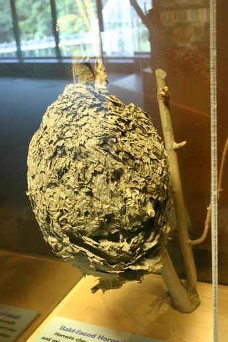 Bald-faced Hornet's Nest | Taken at the Virginia Living Muse… | Flickr