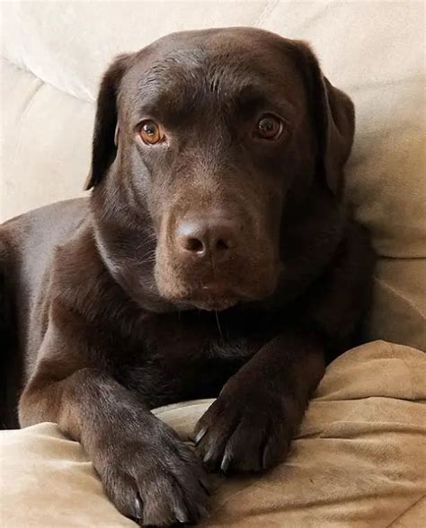 100+ Male Chocolate Lab Names - The Paws