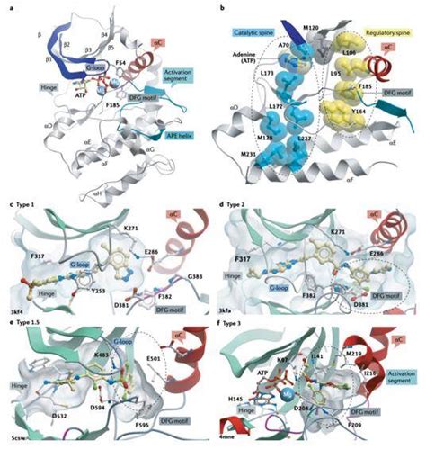 Kinase Inhibitors Work in Cancer, Autoimmune Diseases and Inflammation ...