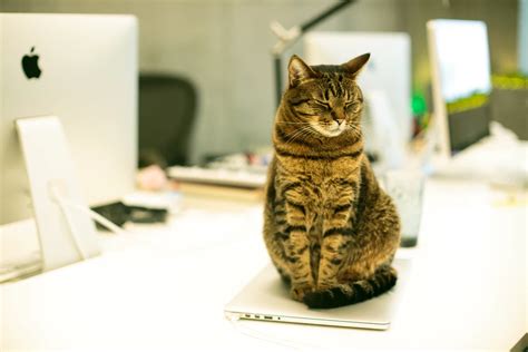 The Benefits Of Office Pets And Why You Should Have One - Bond Collective