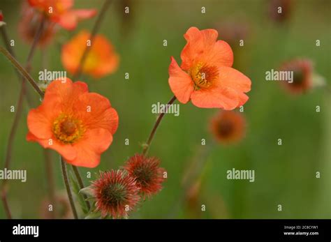 Orange tangerine flowers hi-res stock photography and images - Alamy