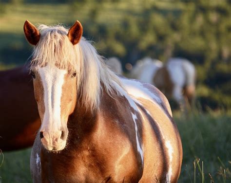 Quarter Horse Colors And Markings