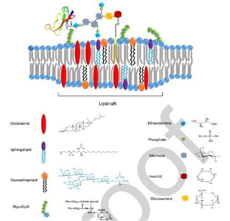 The schematic view of PSCA as a GPI anchored protein, located in lipid ...