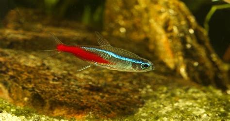 Neon Tetra Disease: A Complete Guide | Aquarialy