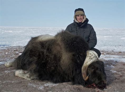 Musk Ox Hunting Nunavut | 2016 Photo Gallery