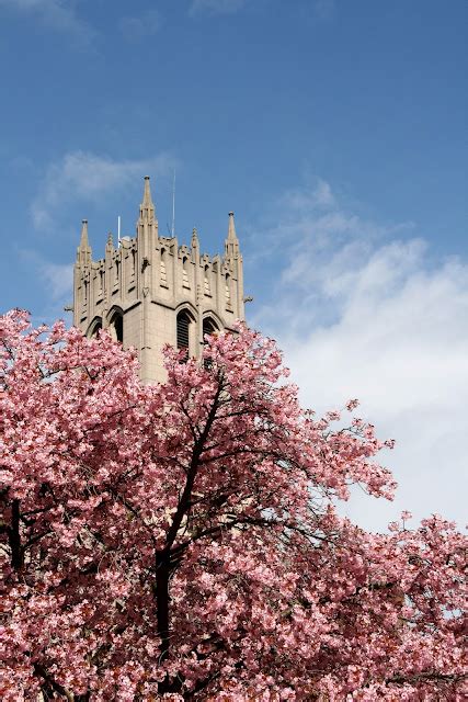 Finding the extraordinary in the ordinary: University of Washington: Cherry Blossoms