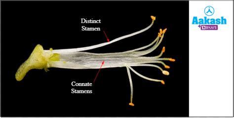 Types of Flowers Based on Structure, Stamen & Floral Parts | AESL