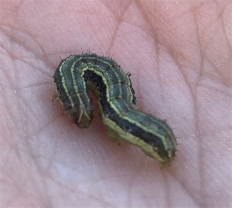 Armyworm