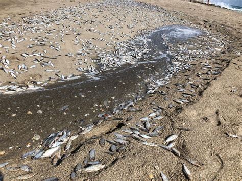 Dead fish wash ashore at Bathtub Reef Beach | WPEC