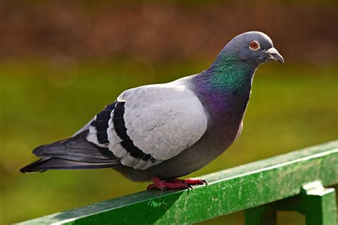 5,000+ Pigeon Pictures and Images in HD - Pixabay