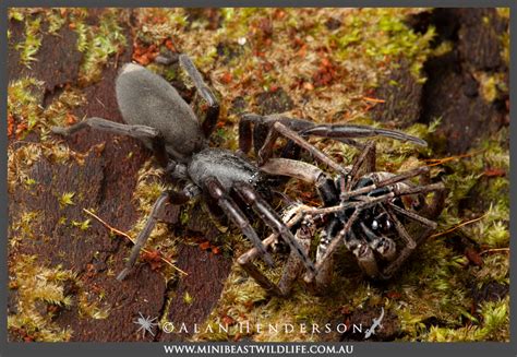 Do White tail spiders cause necrosis? Putting spider bites to the test - Minibeast Wildlife