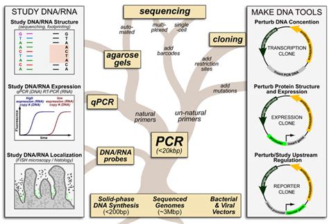 Molecular Biology Archives - Practically Science