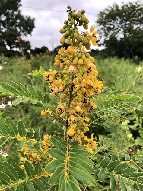 Wisconsin Wildflower | Wild Senna | Senna hebecarpa