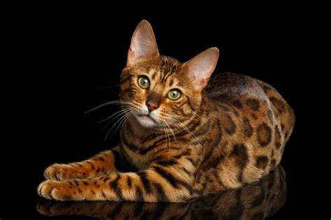 Bengal Cat Personality Traits & Facts | Great Pet Care