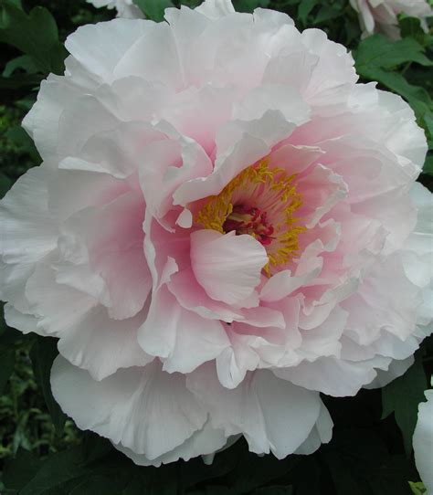 Tree Peonies | Palmiters Garden Nursery