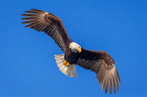 Bald Eagle About To Dive Fine Art Photo Print For Sale | Photos by Joseph C. Filer