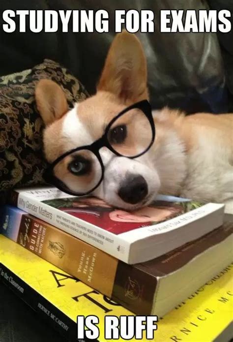 202 best images about Corgi meme on Pinterest