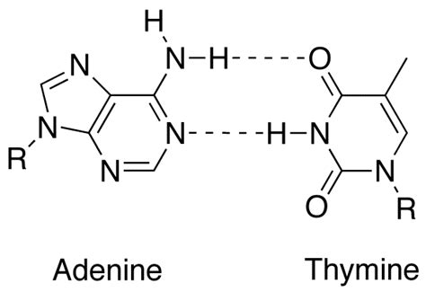 Adenine-thymine base pair picture