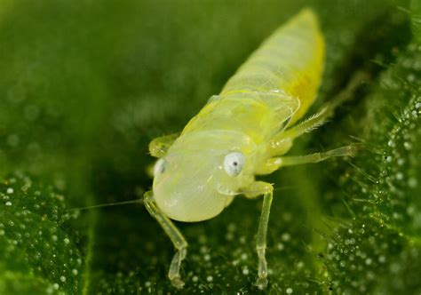 Unknown Leafhopper Nymph - What's That Bug?