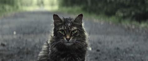 'Pet Sematary' Star Leo the Cat Dies | TIME