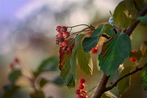 Fall October Leaves - Free photo on Pixabay - Pixabay