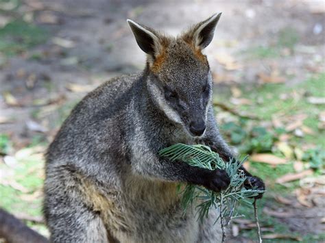 Gledwood Vol 2 (Main blog): Wallabies