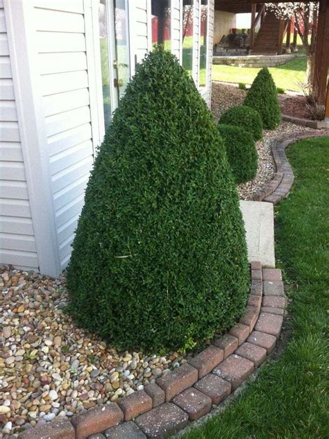 Green Mountain Boxwood qt. pot- Plants & Seedlings