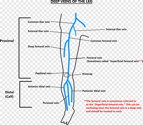 Deep vein thrombosis Human leg Femoral vein, deep, angle, text, parallel png | PNGWing