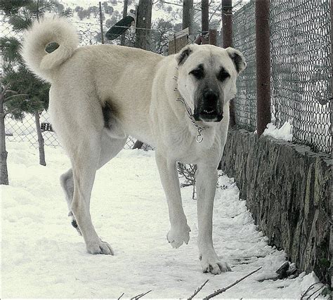 Kangal Dog Breed