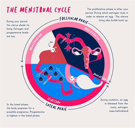 How the Menstrual Cycle Works - Menstruation Guide - Dr. Jolene Brighten